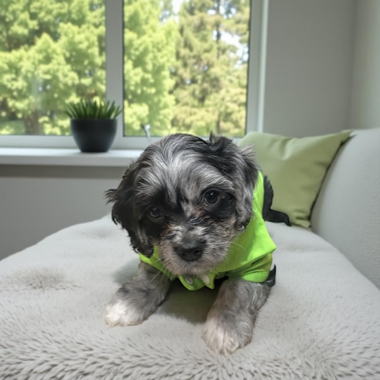 Picasso, an adopted mixed breed in Bethesda, MD image 3/5