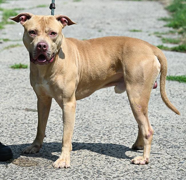 #227 Papi, a Adoptable mixed breed in New Haven, CT image 3/4