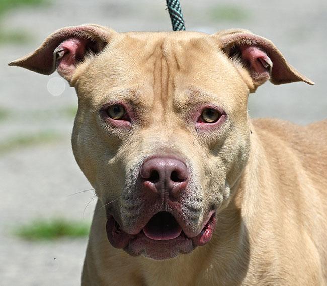 #227 Papi, a Adoptable mixed breed in New Haven, CT image 1/4