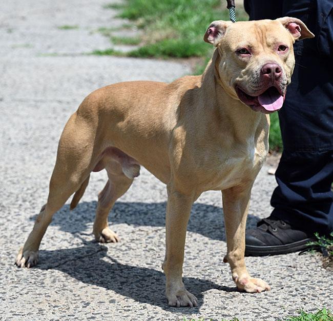 #227 Papi, a Adoptable mixed breed in New Haven, CT image 4/4