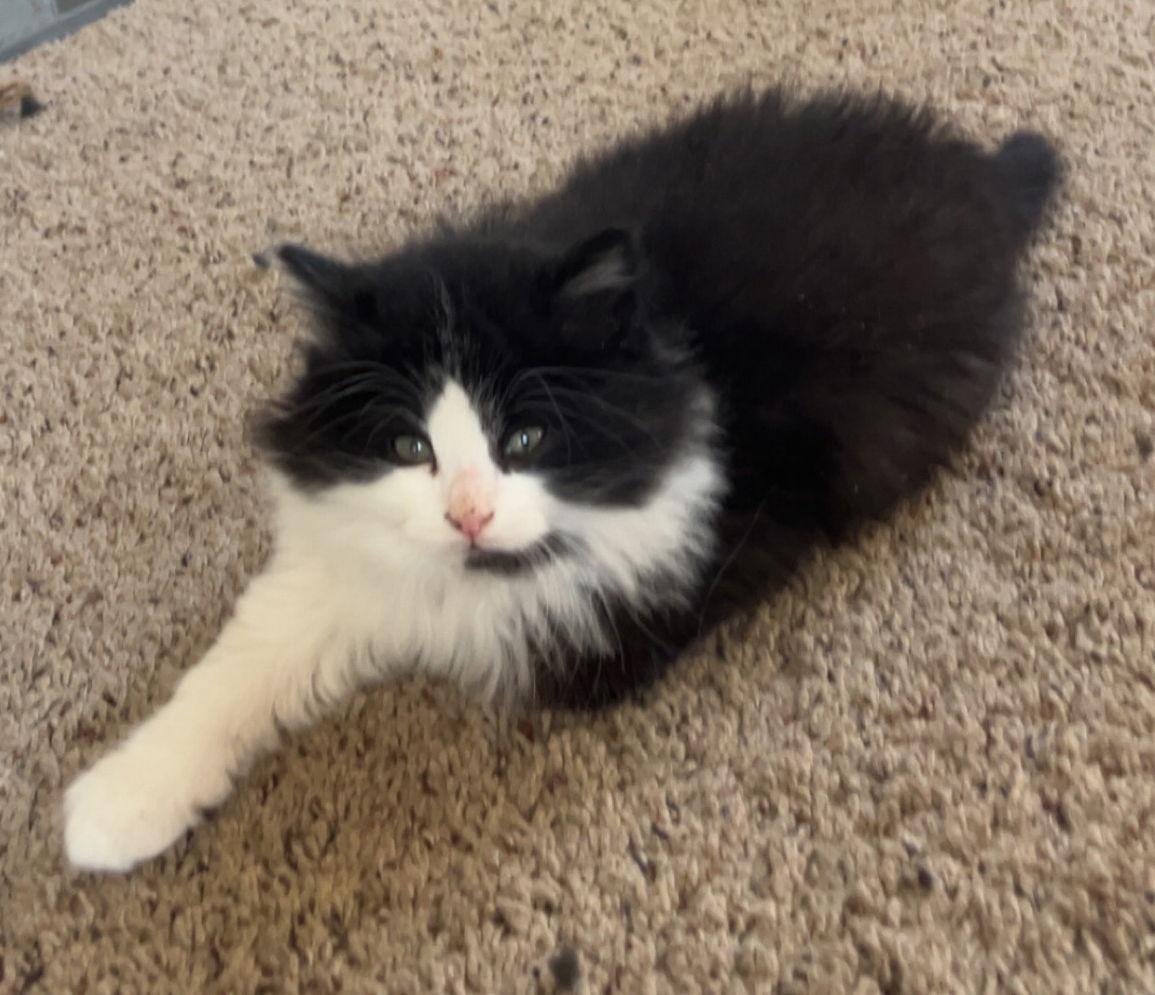 Enlarge Tina, a Adoptable Domestic Medium Hair in Minneapolis, MN image 1/1