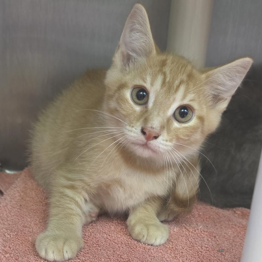 Rocky Balboa, Adoptable, Kitten Male Domestic Long Hair.