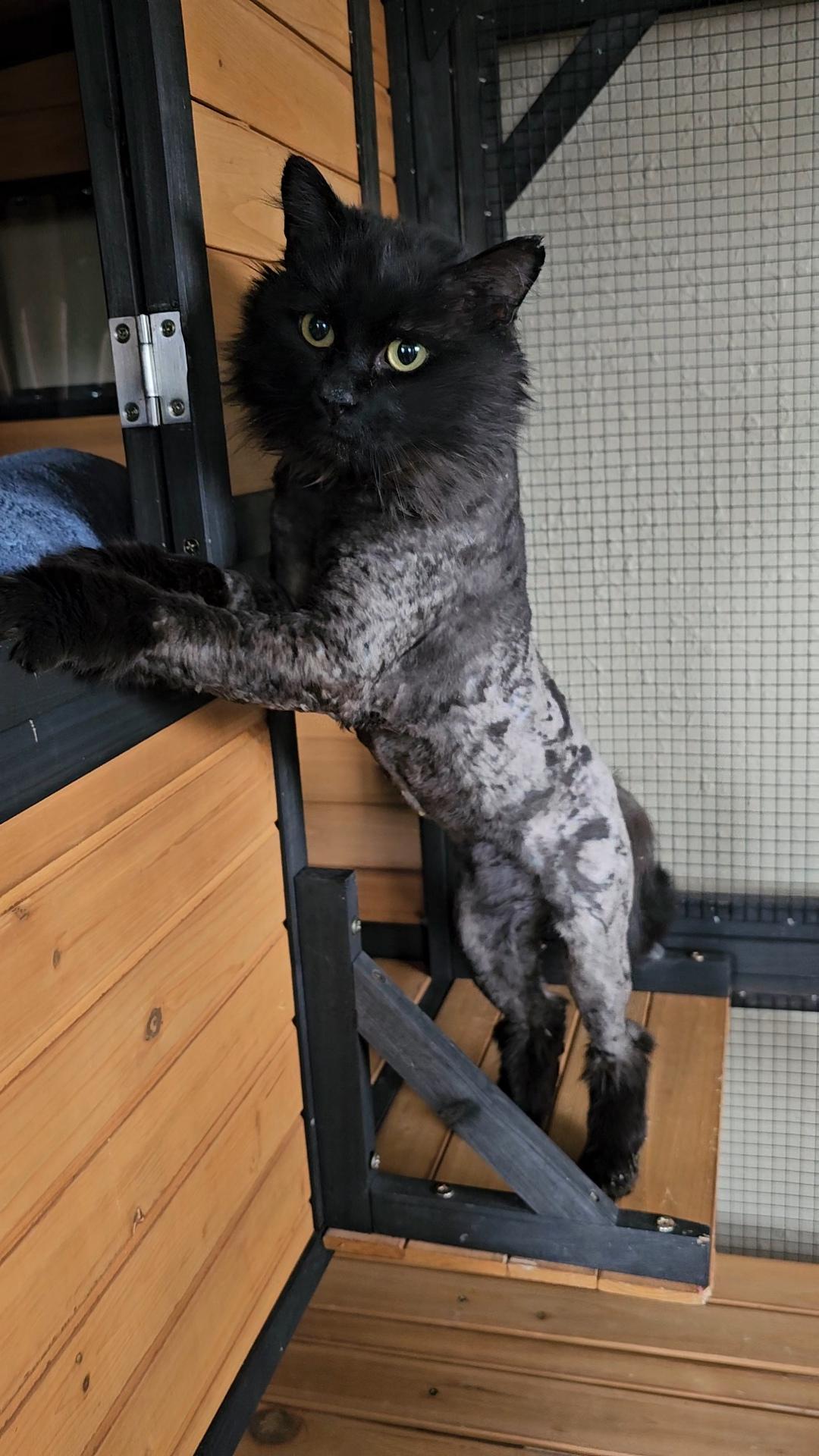 Enlarge Stitch, a ADOPTABLE American Shorthair in Pinedale, WY image 2/5