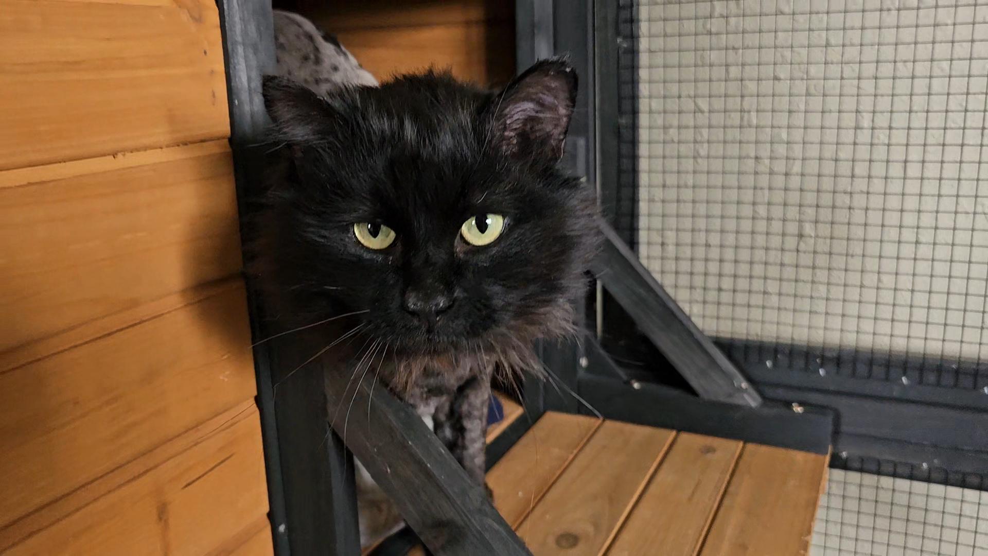 Enlarge Stitch, a ADOPTABLE American Shorthair in Pinedale, WY image 4/5