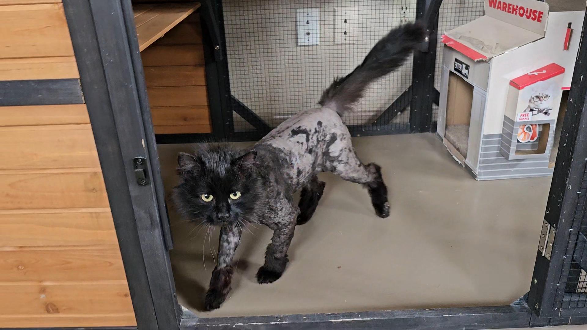 Enlarge Stitch, a ADOPTABLE American Shorthair in Pinedale, WY image 5/5