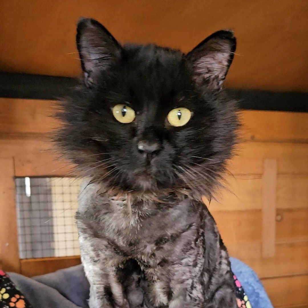 Stitch, ADOPTABLE, Young Male American Shorthair.