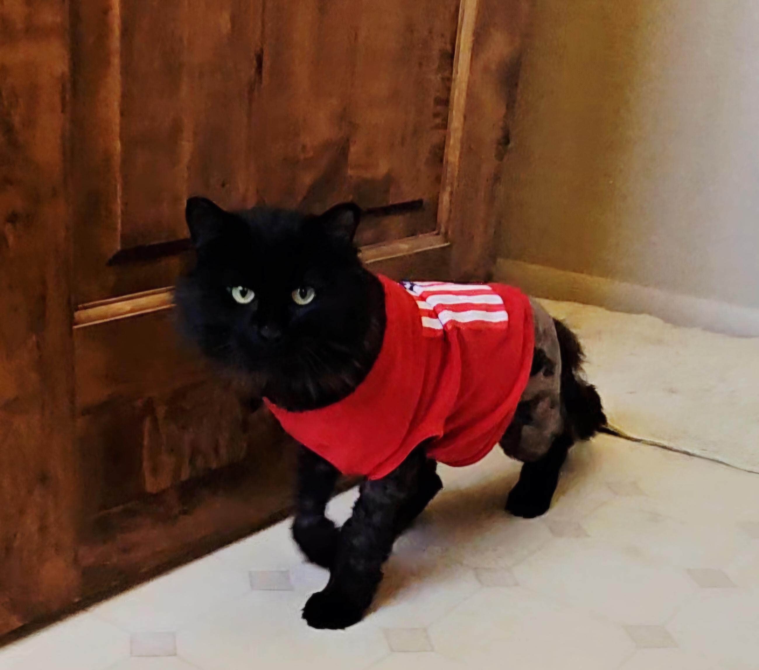 Stitch, ADOPTABLE, Young Male American Shorthair.