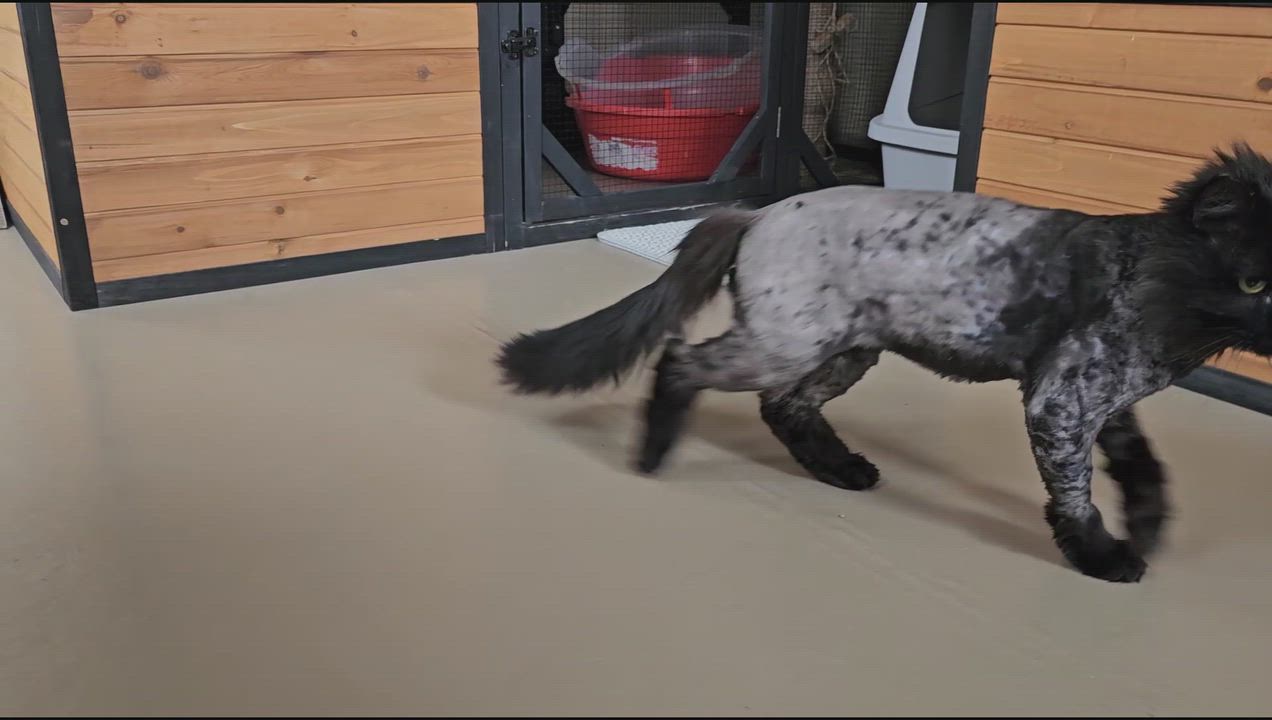 Enlarge Stitch, a ADOPTABLE American Shorthair in Pinedale, WY video 3/5