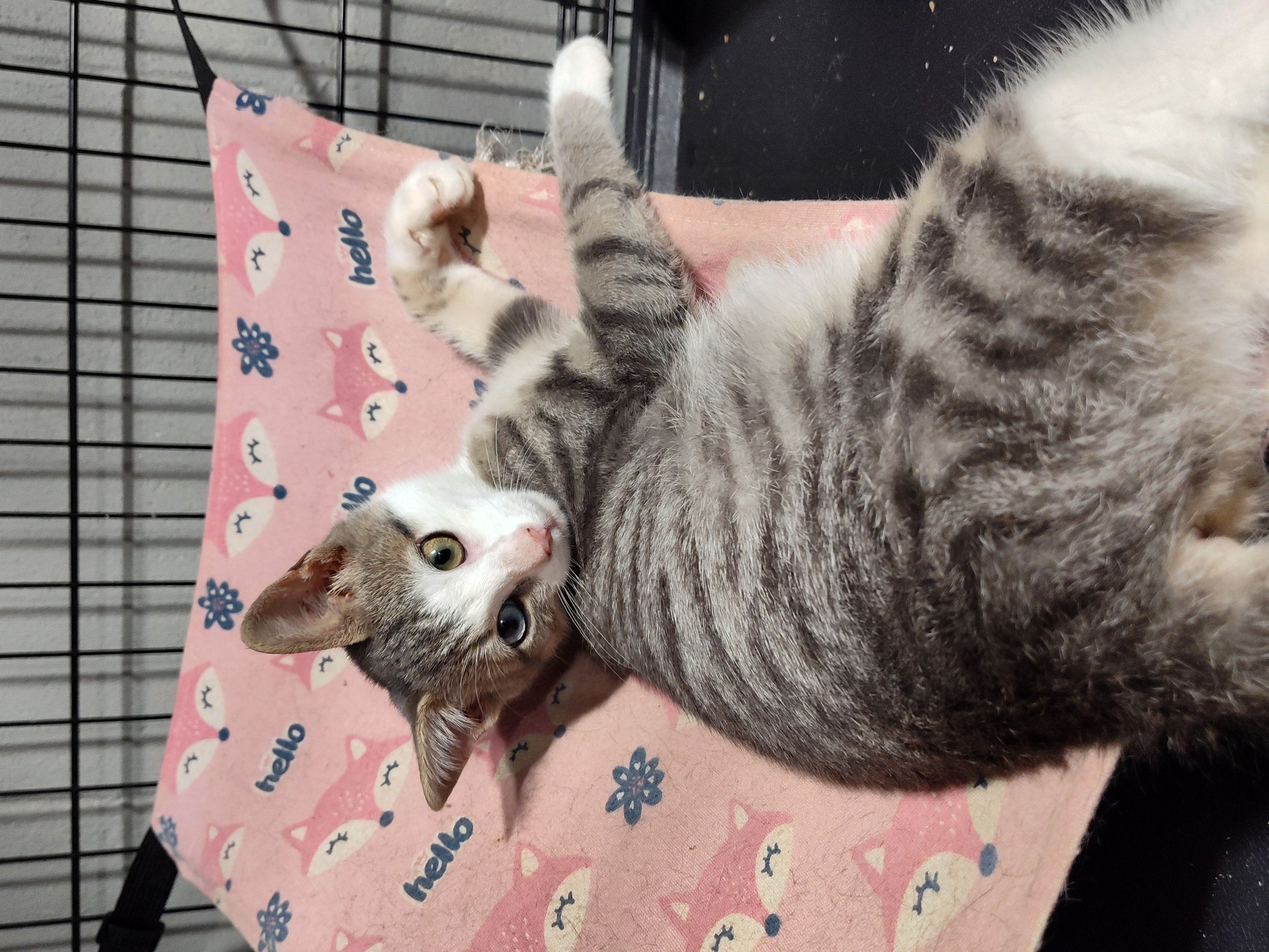 Enlarge Aurora, a Adopted mixed breed in Mastic beach, NY image 4/4