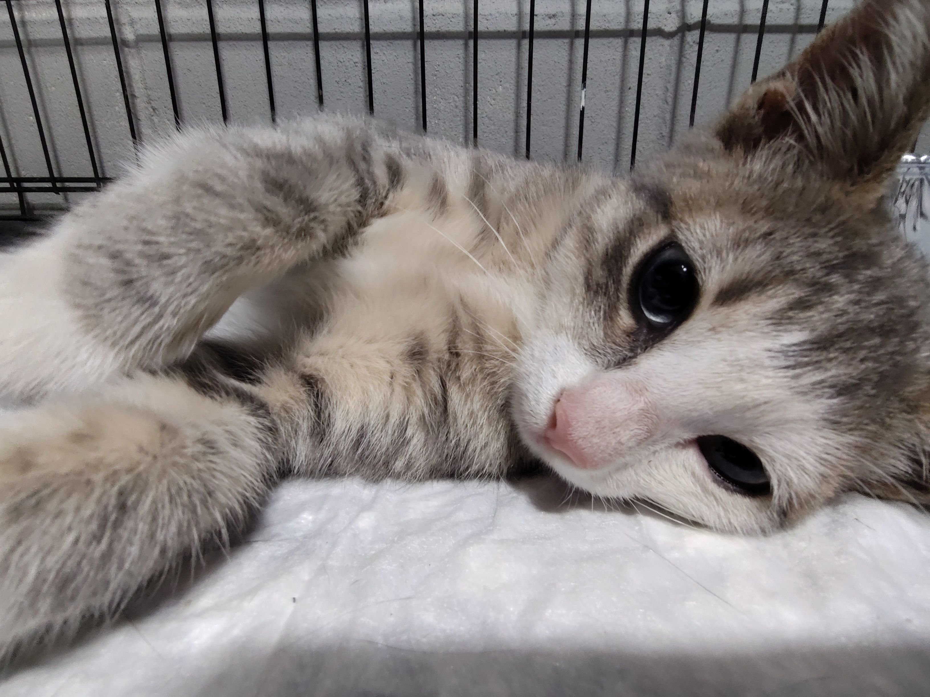 Enlarge Aurora, a Adopted mixed breed in Mastic beach, NY image 2/4