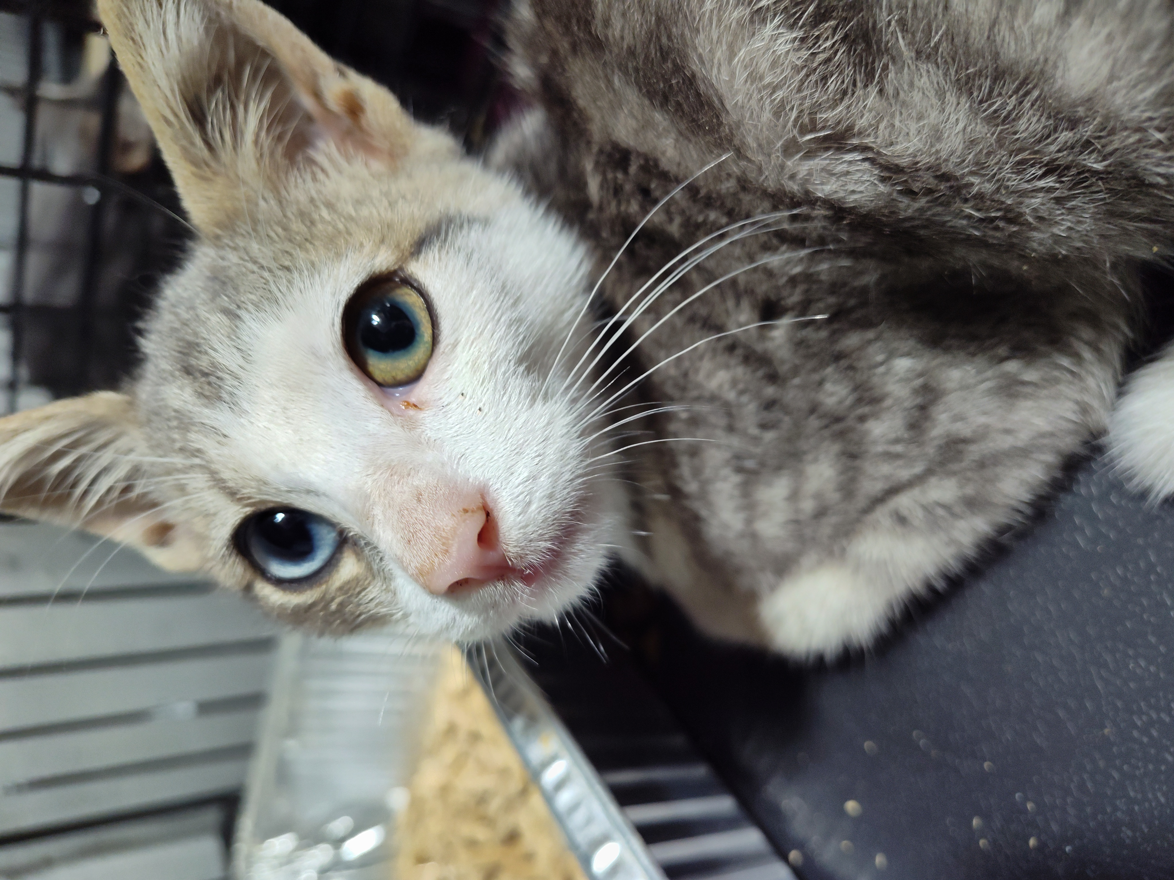Aurora, Adopted, Kitten Female Domestic Short Hair & Turkish Van.