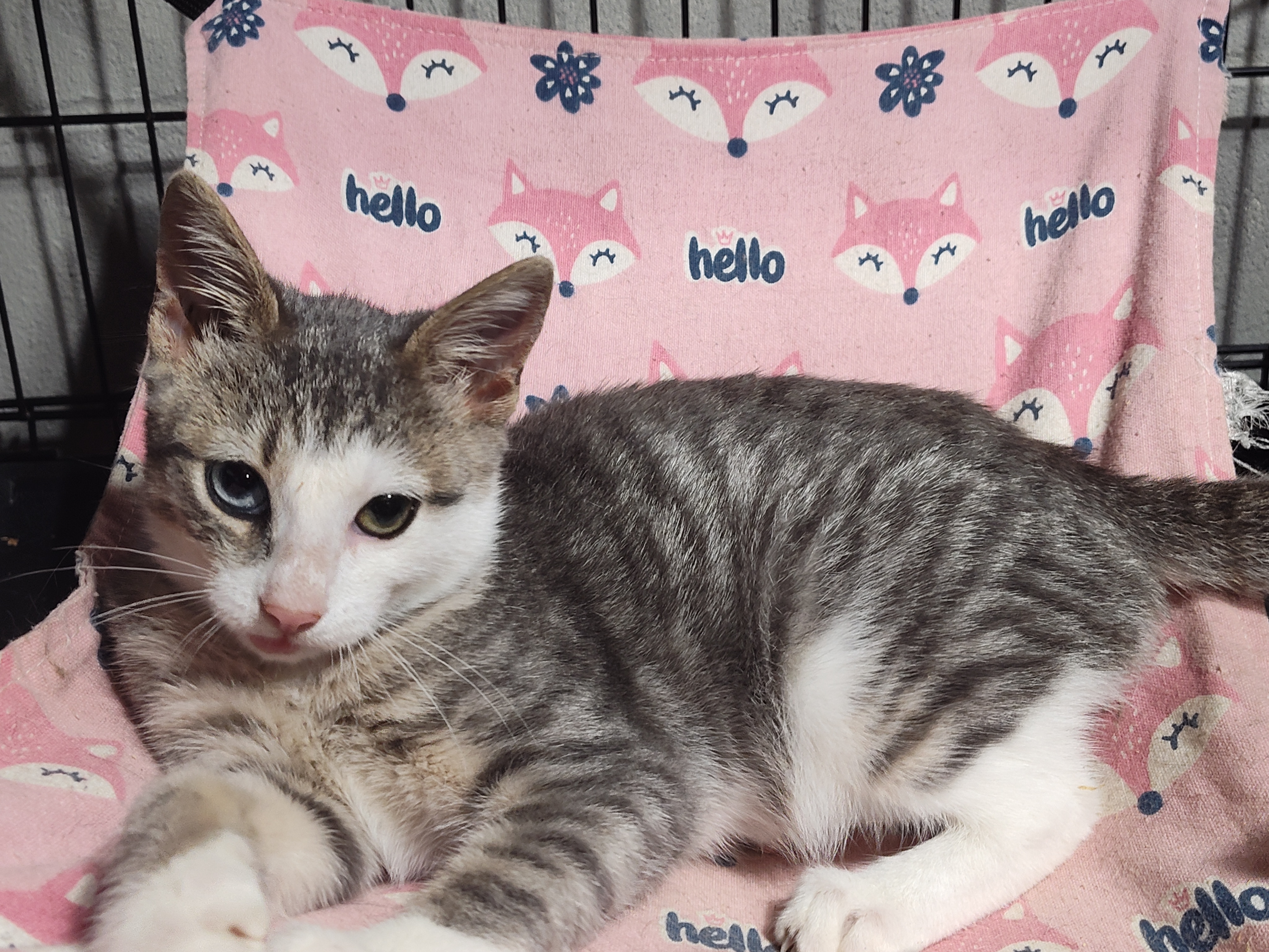 Enlarge Aurora, a Adopted mixed breed in Mastic beach, NY image 3/4