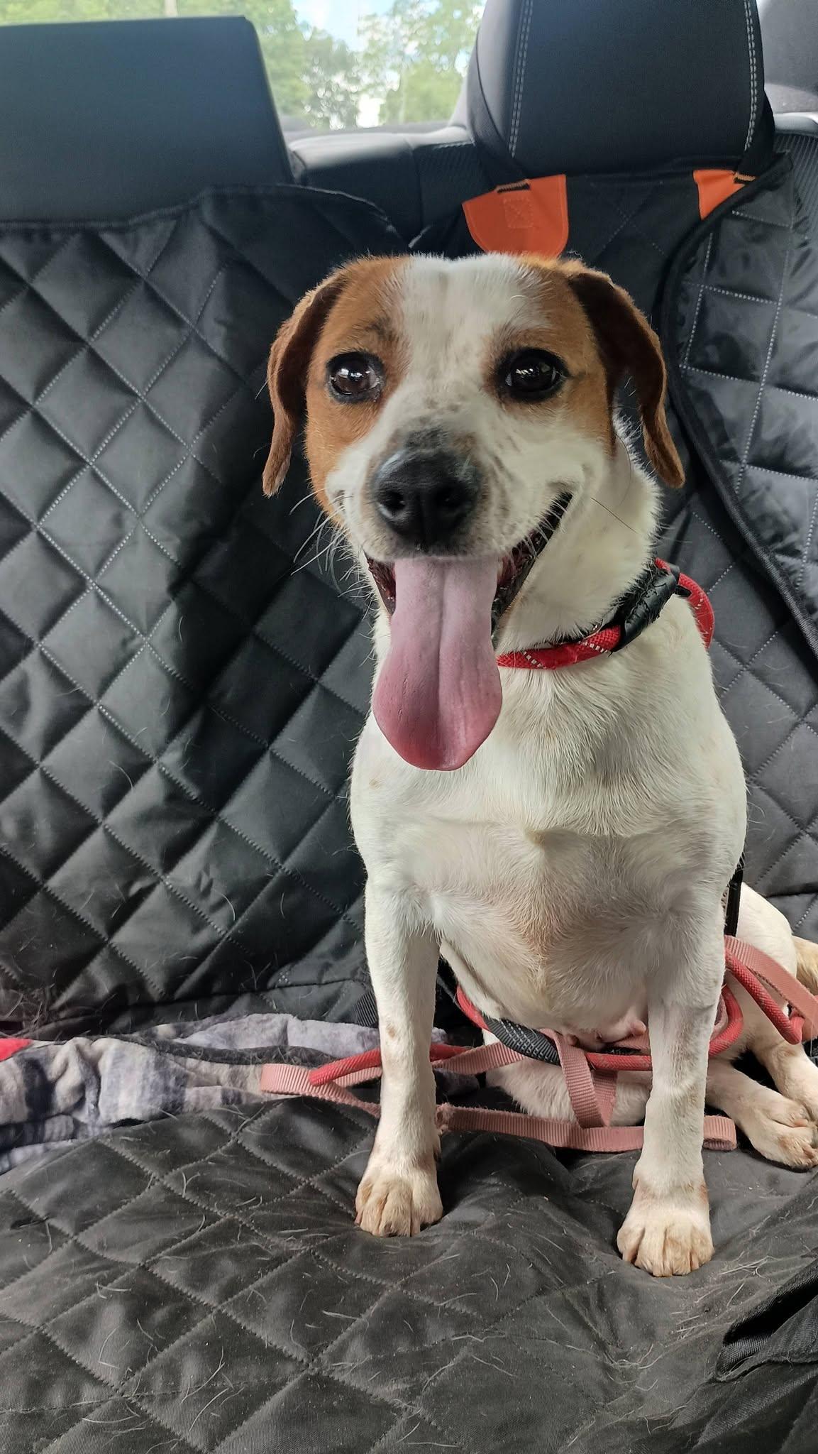 Bunny, ADOPTABLE, Adult Female Beagle.