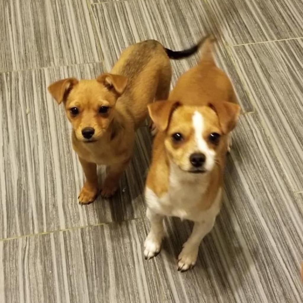 Meena, Adoptable, Senior Female Chihuahua.