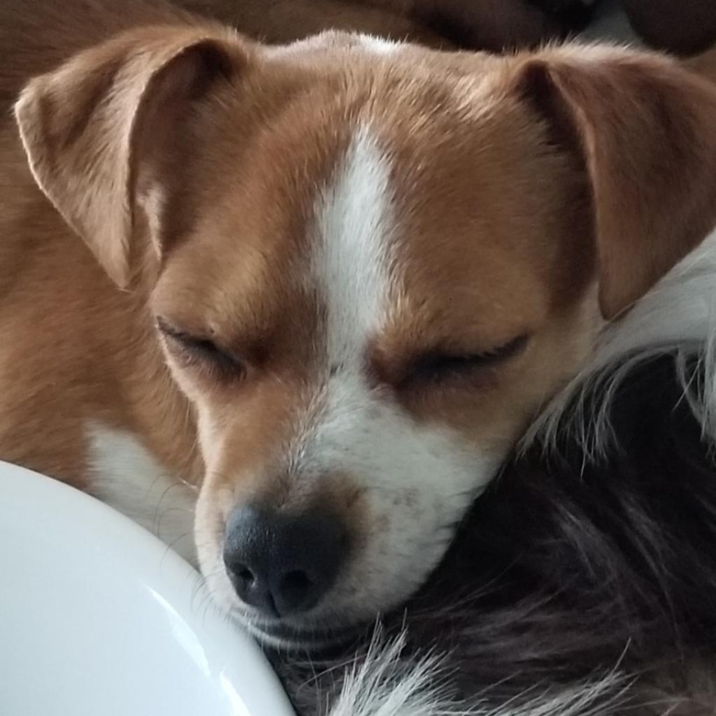 Meena, Adoptable, Senior Female Chihuahua.