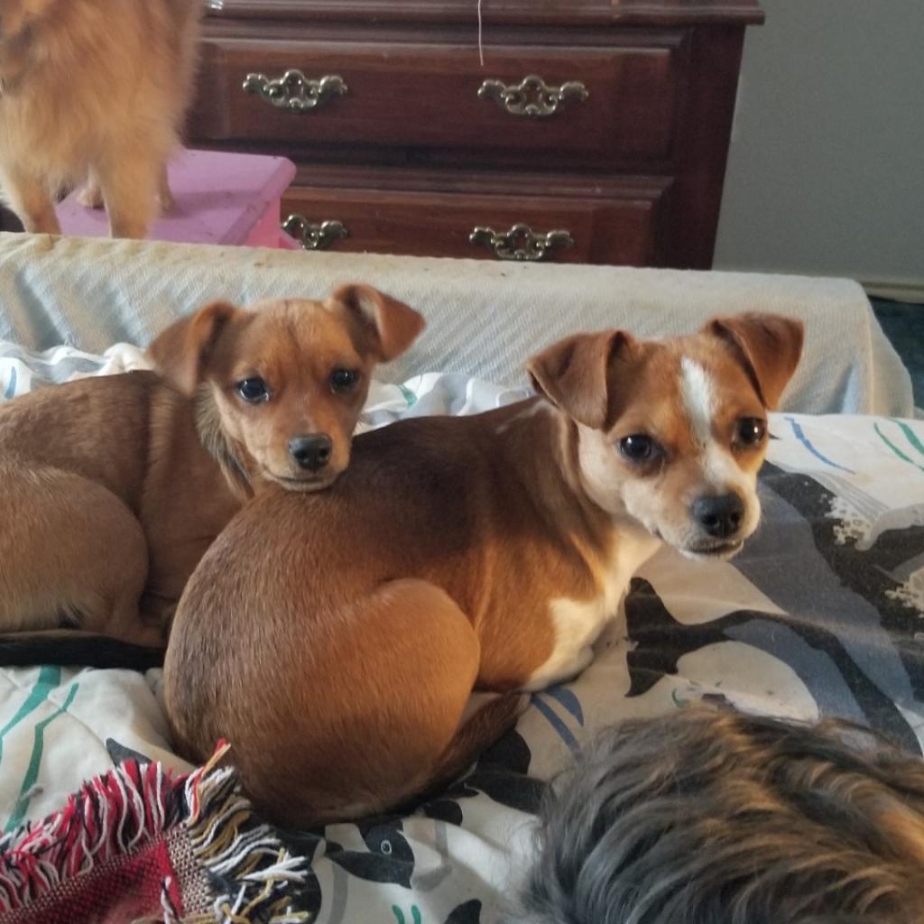 Enlarge Meena, a Adoptable mixed breed in Seagoville, TX image 2/4