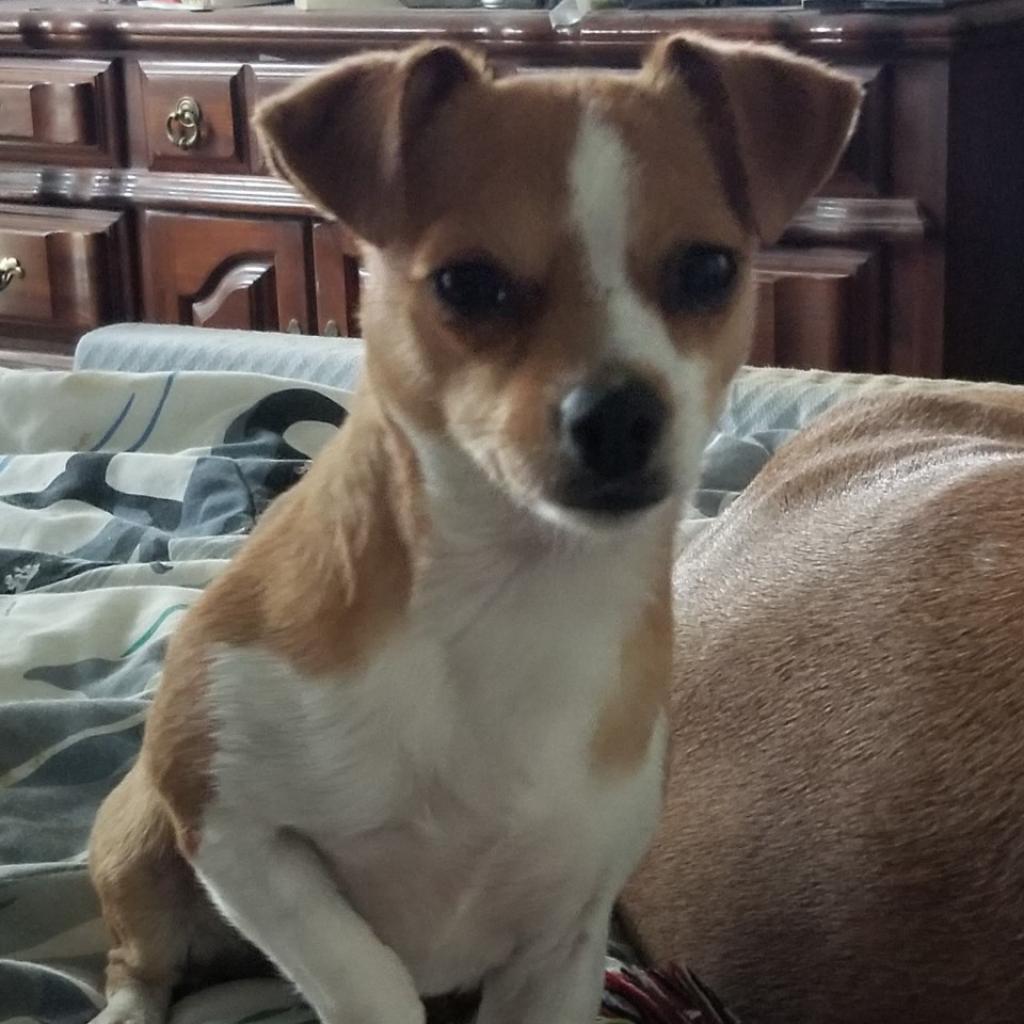 Enlarge Meena, a Adoptable mixed breed in Seagoville, TX image 3/4