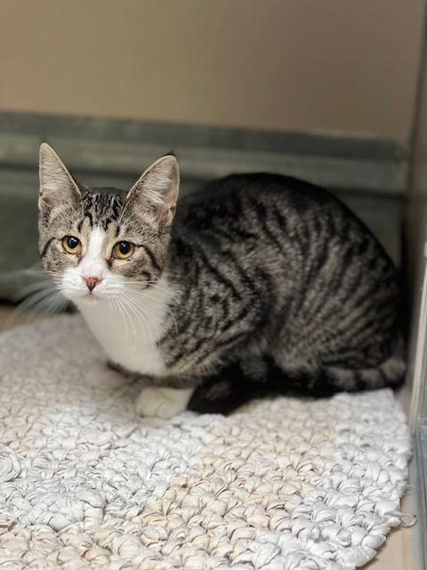 Enlarge Olivia / 61944408, a Adoptable Domestic Short Hair in Elko, NV image 1/1