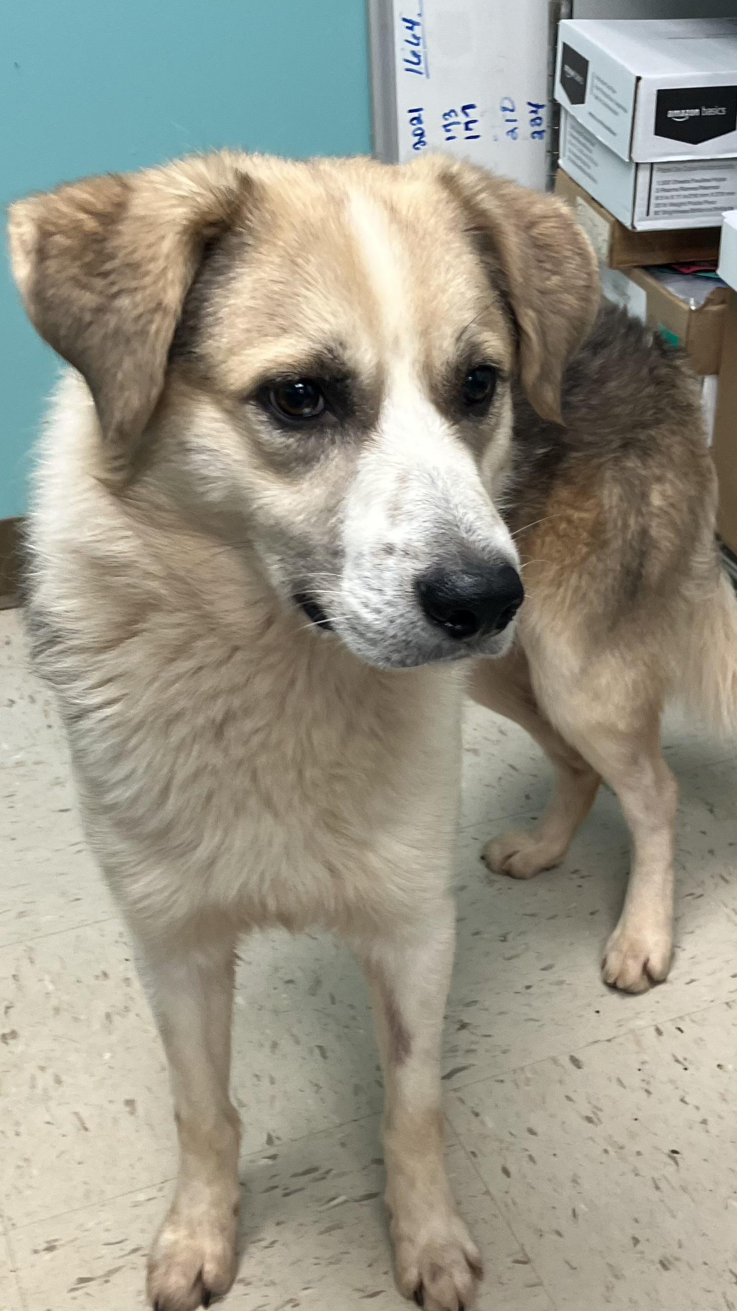 ARLO, ADOPTABLE, Young Male Hound.