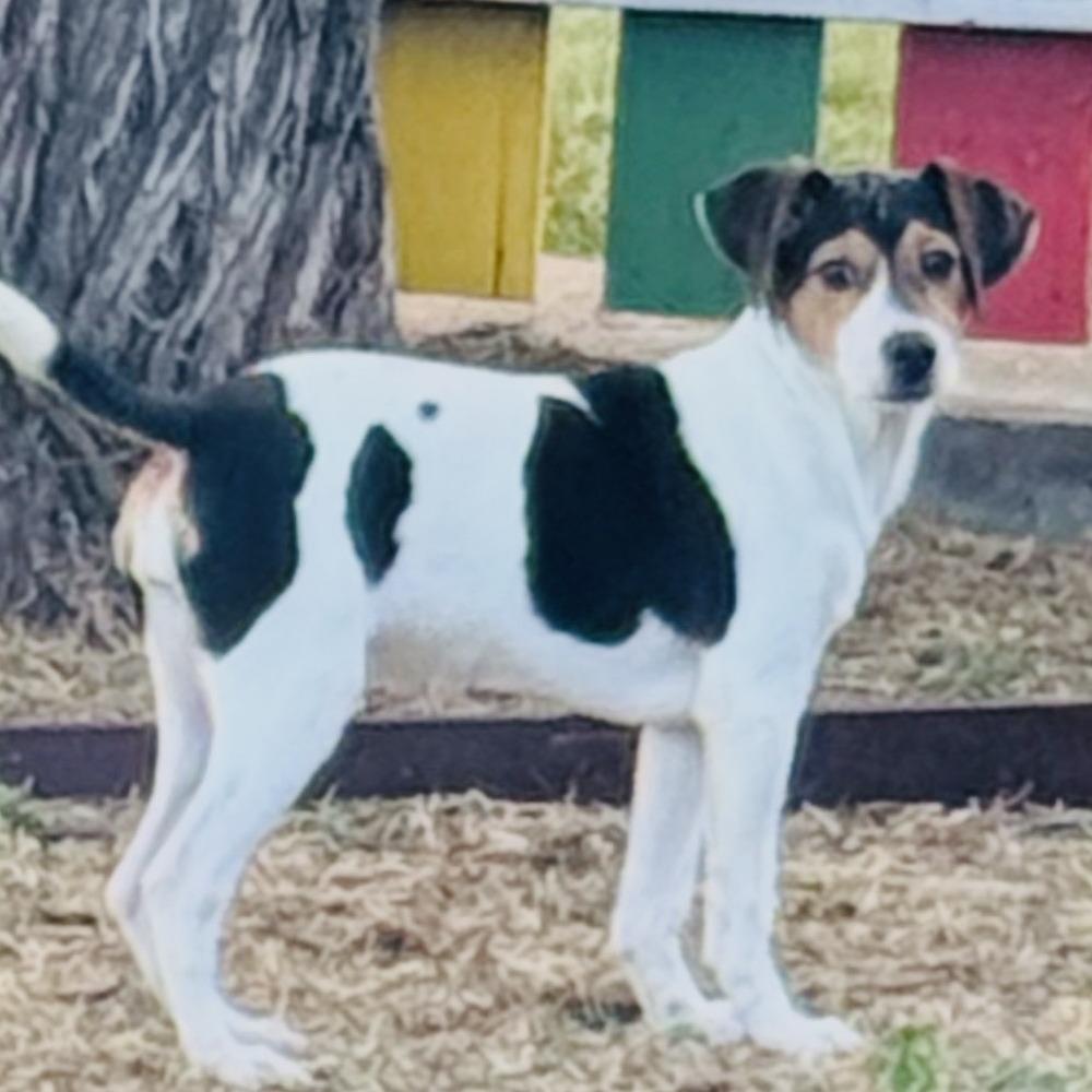 Trixie, a Adoptable mixed breed in Laredo, TX image 1/2