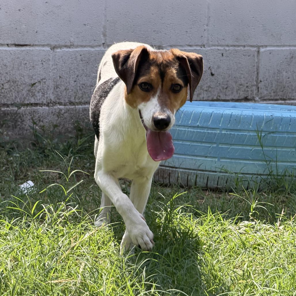 Trixie, Adoptable, Young Female Labrador Retriever & Mixed Breed.