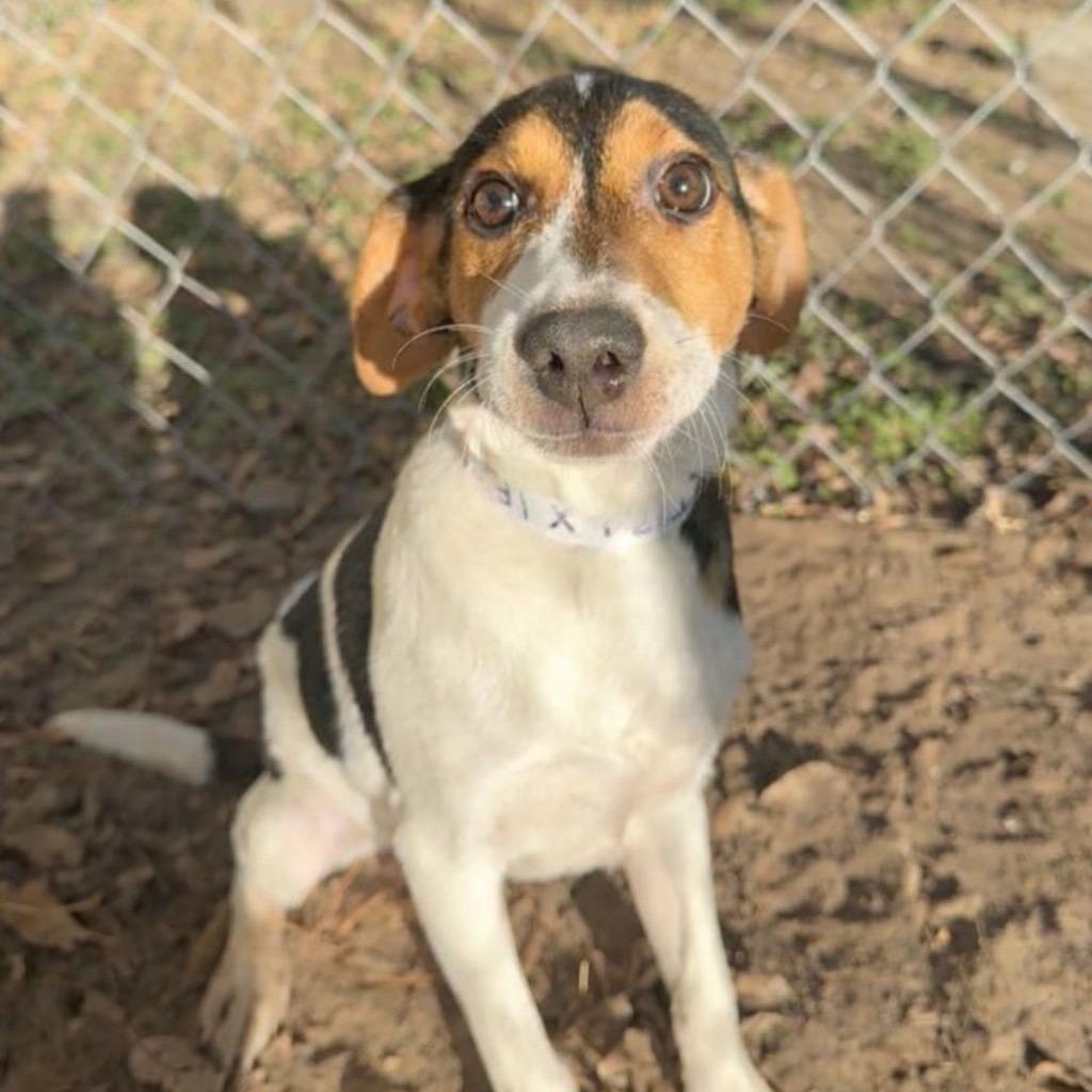 Trixie, a Adoptable mixed breed in Laredo, TX image 2/2