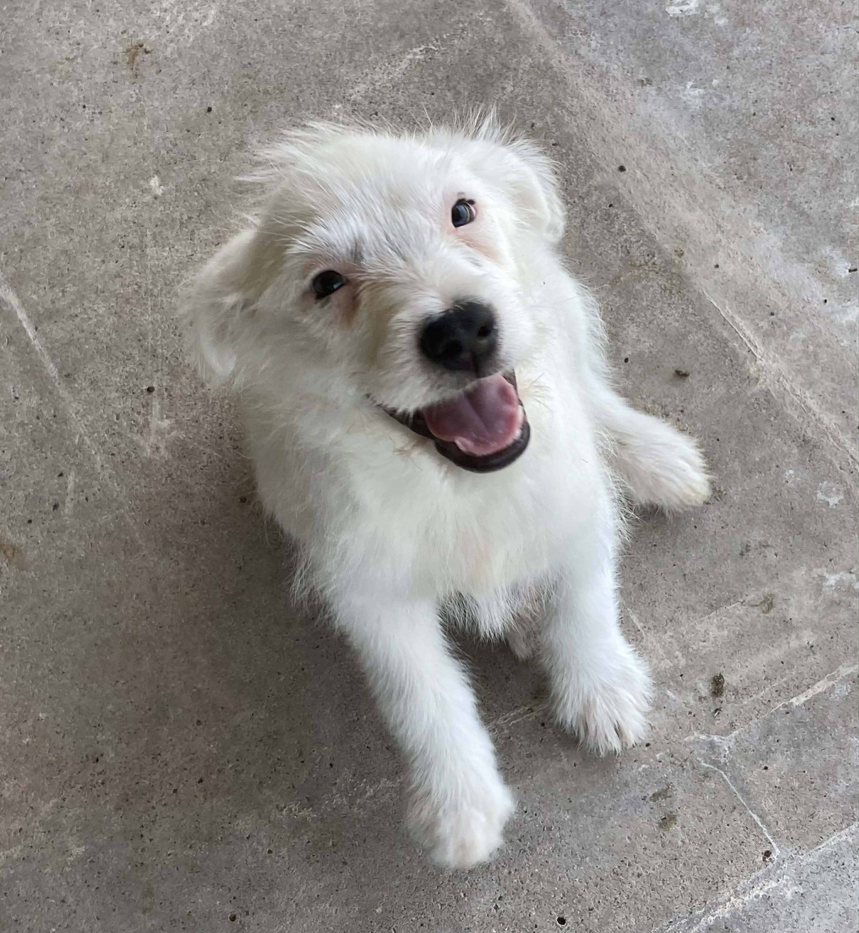 Icee, Adoptable, Puppy Female Australian Terrier.