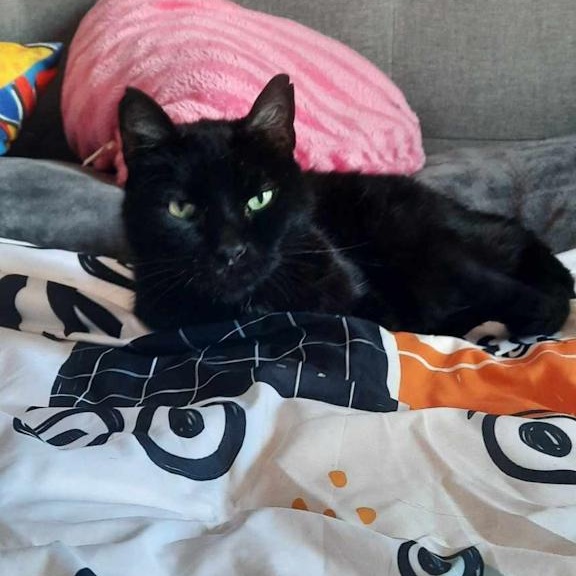 Enlarge NOEL, a Adoptable Domestic Short Hair in Parry Sound, ON image 2/6