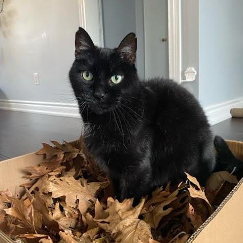 NOEL, Adult Male Domestic Short Hair