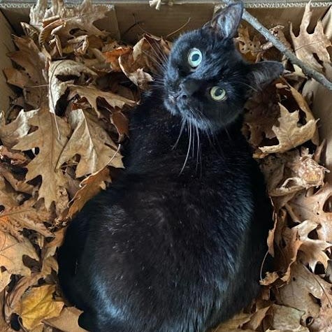 Enlarge NOEL, a Adoptable Domestic Short Hair in Parry Sound, ON image 5/6