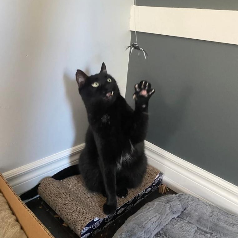 Enlarge NOEL, a Adoptable Domestic Short Hair in Parry Sound, ON image 3/6