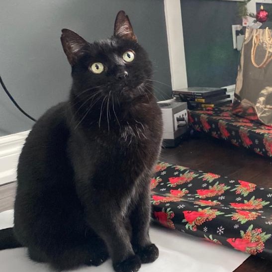 NOEL, Adoptable, Adult Male Domestic Short Hair.