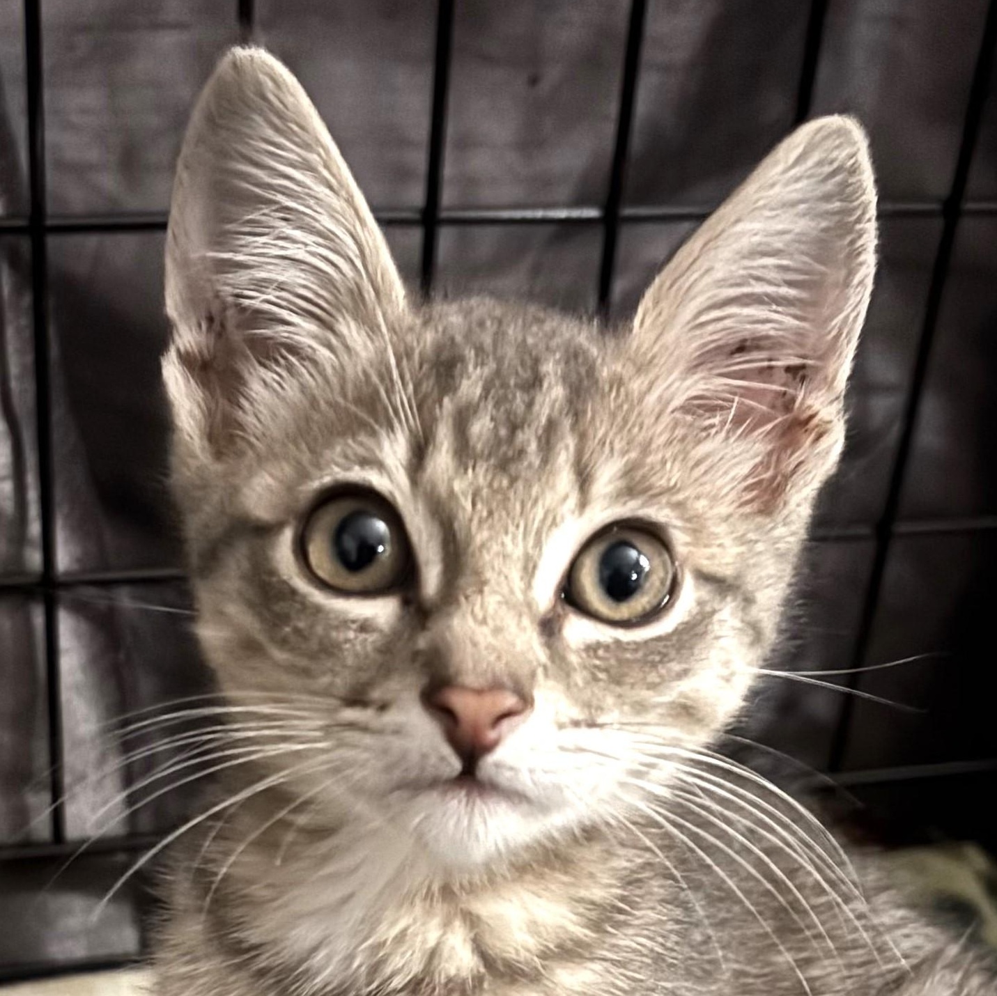Hello My name is Wesley I am an adorable loving kitten looking for a home Some of my favorite thi