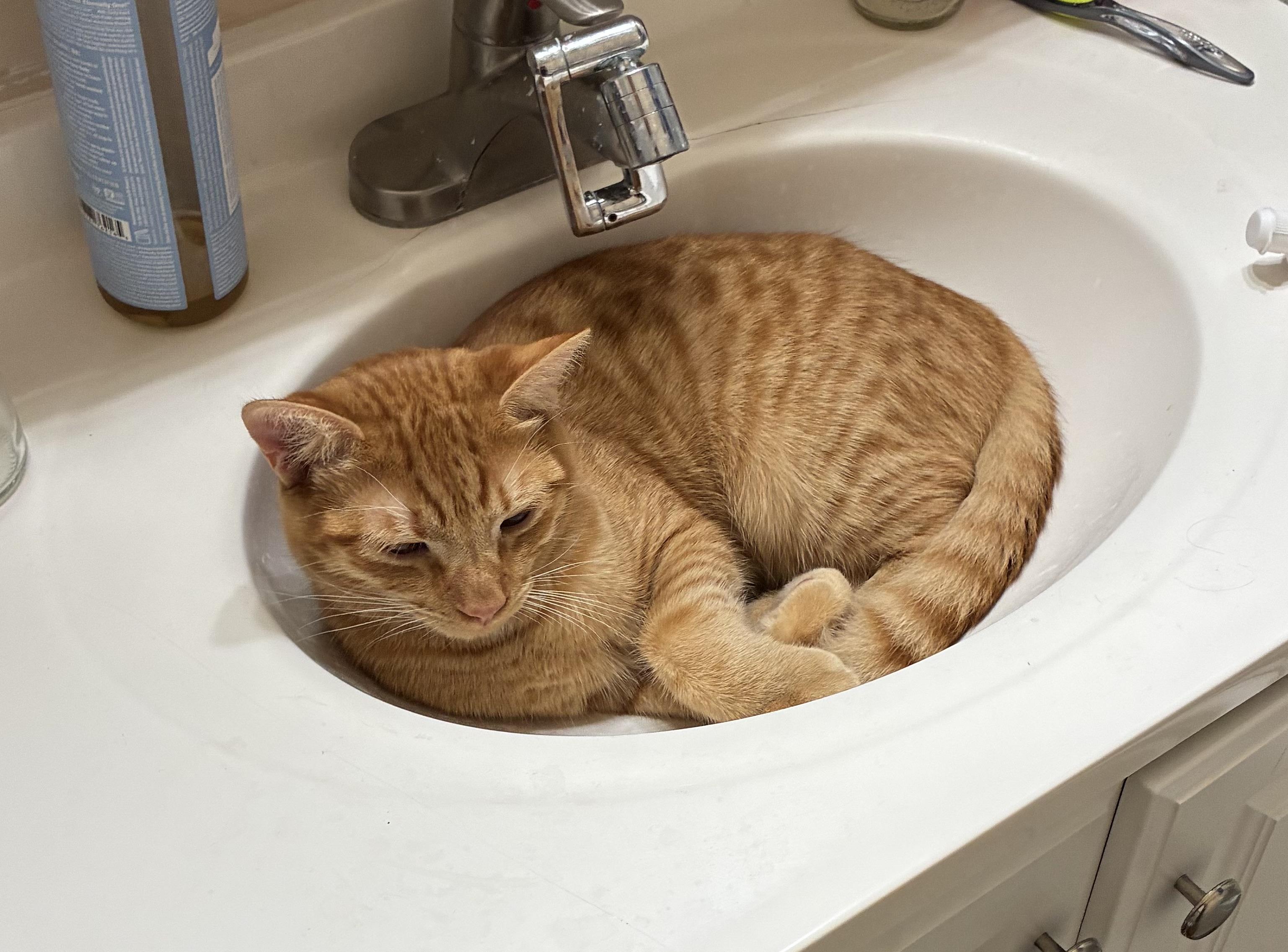 Enlarge Carr, an adopted Domestic Short Hair in Orange, CA image 2/2