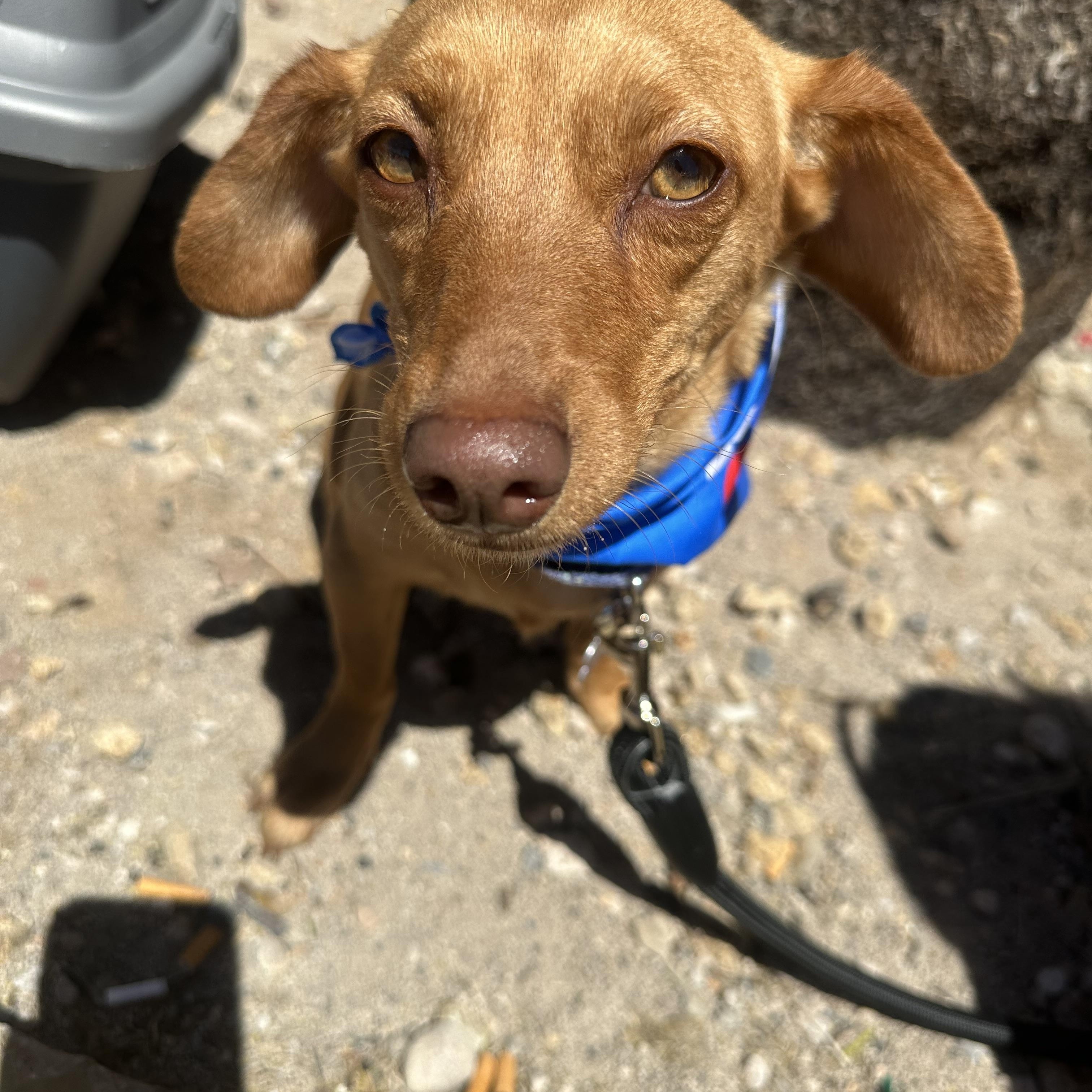 Enlarge Lulu, a ADOPTABLE mixed breed in Las Vegas, NV image 2/2