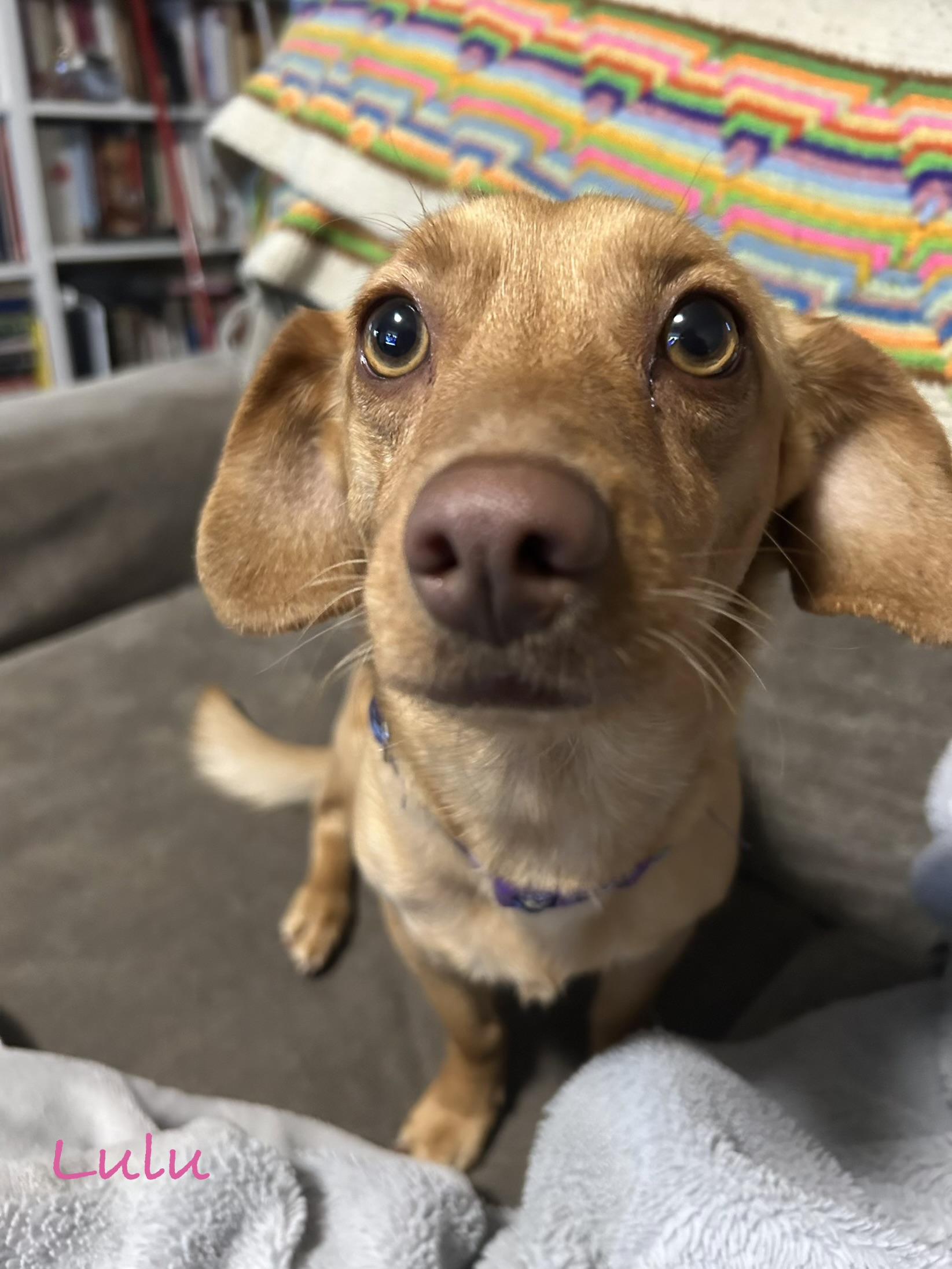Lulu, ADOPTABLE, Young Female Dachshund.