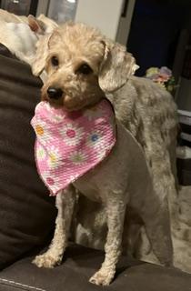 Shirley, an adopted Miniature Poodle in Salt Lake City, UT image 4/5