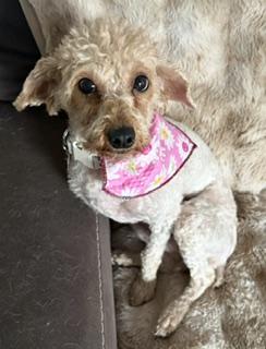 Shirley, an adopted Miniature Poodle in Salt Lake City, UT image 2/5