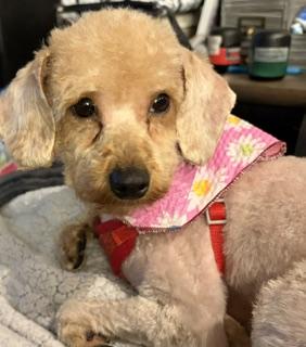 Shirley, an adopted Miniature Poodle in Salt Lake City, UT image 3/5