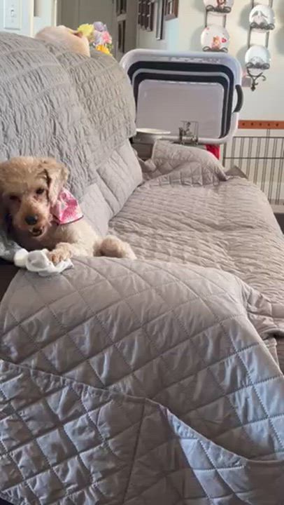 Enlarge Shirley, an adopted Miniature Poodle in Salt Lake City, UT video 5/5