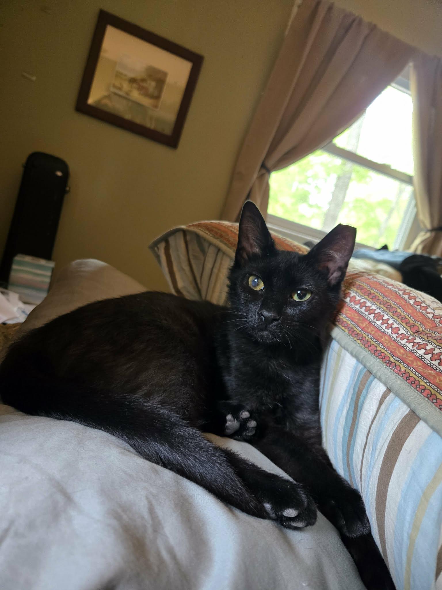 Jayfeather, Adoptable, Young Male Domestic Short Hair.