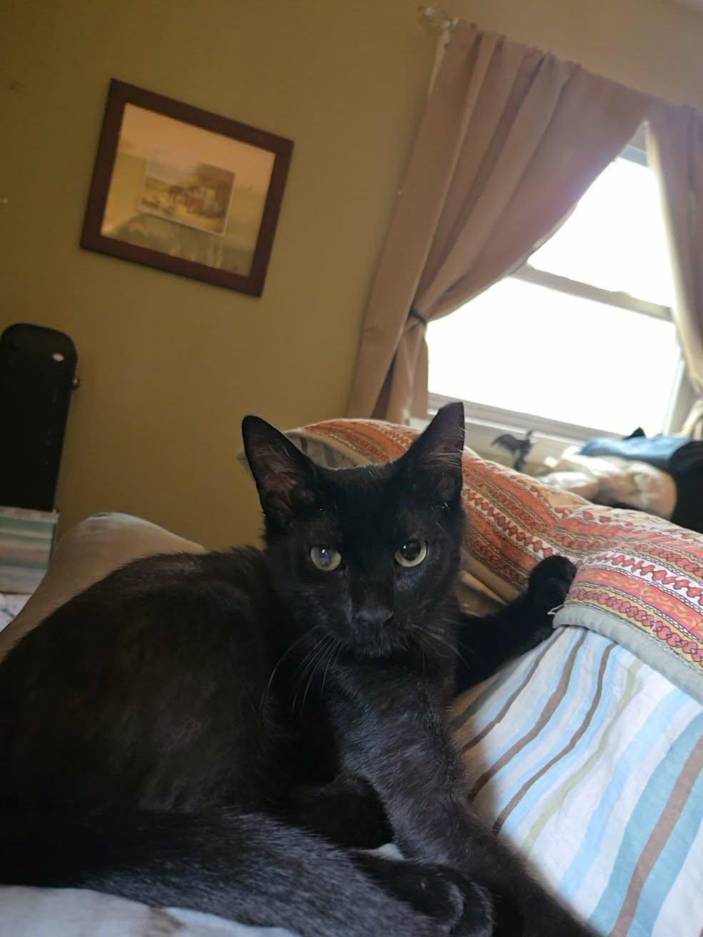 Jayfeather, a Adoptable Domestic Short Hair in Sicklerville , NJ image 2/3