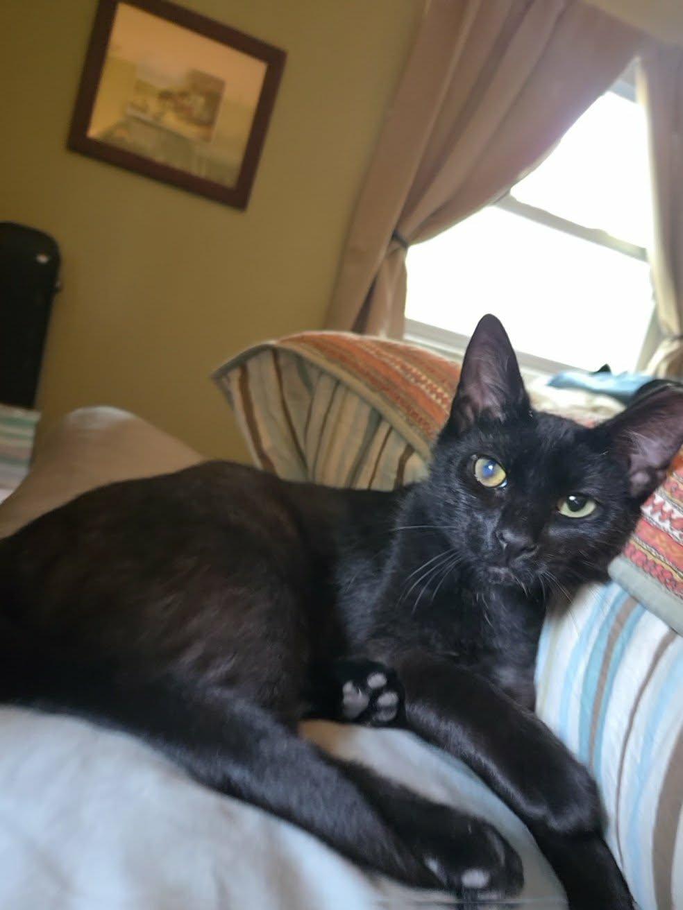 Jayfeather, a Adoptable Domestic Short Hair in Sicklerville , NJ image 3/3