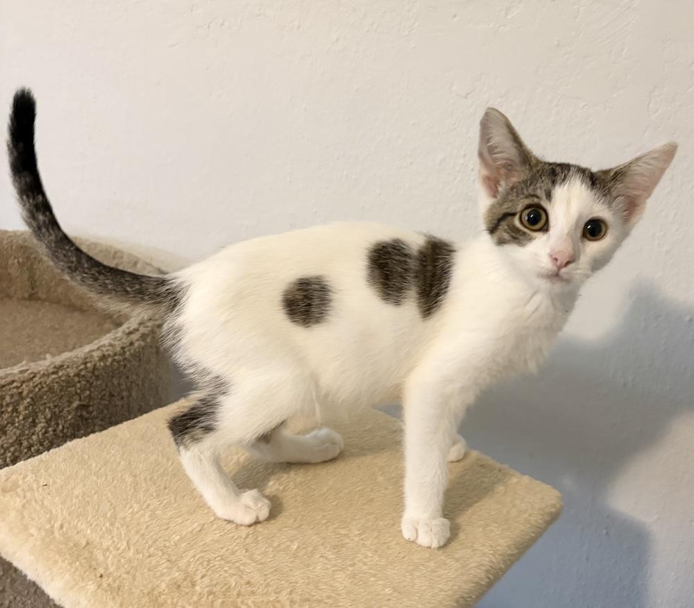 Rhea ~ Available at PetSmart Warsaw, IN!!, Adoptable, Kitten Female Domestic Short Hair.