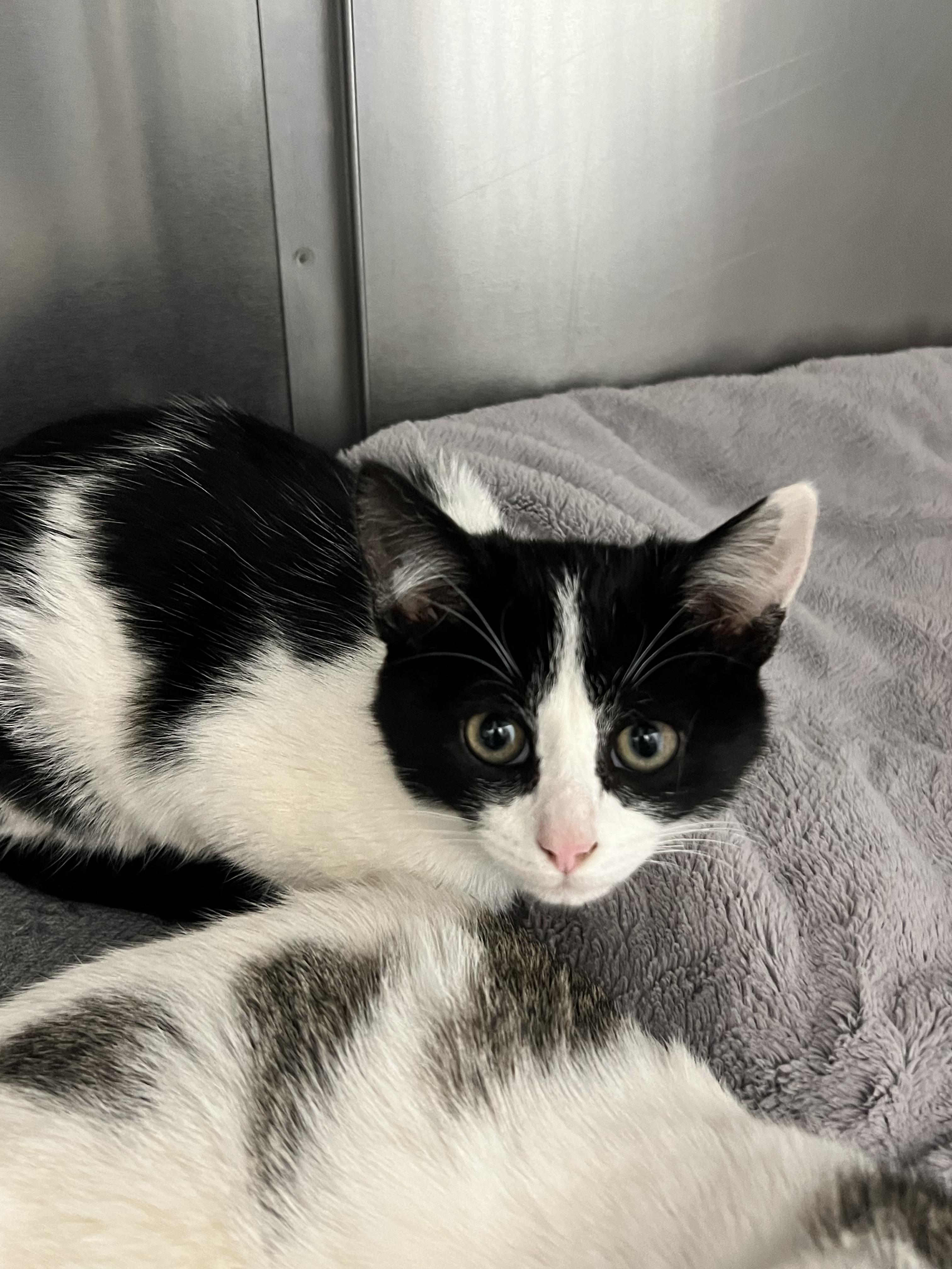 Enlarge Snowflake, a Adoptable Domestic Short Hair in Culpeper, VA image 1/2