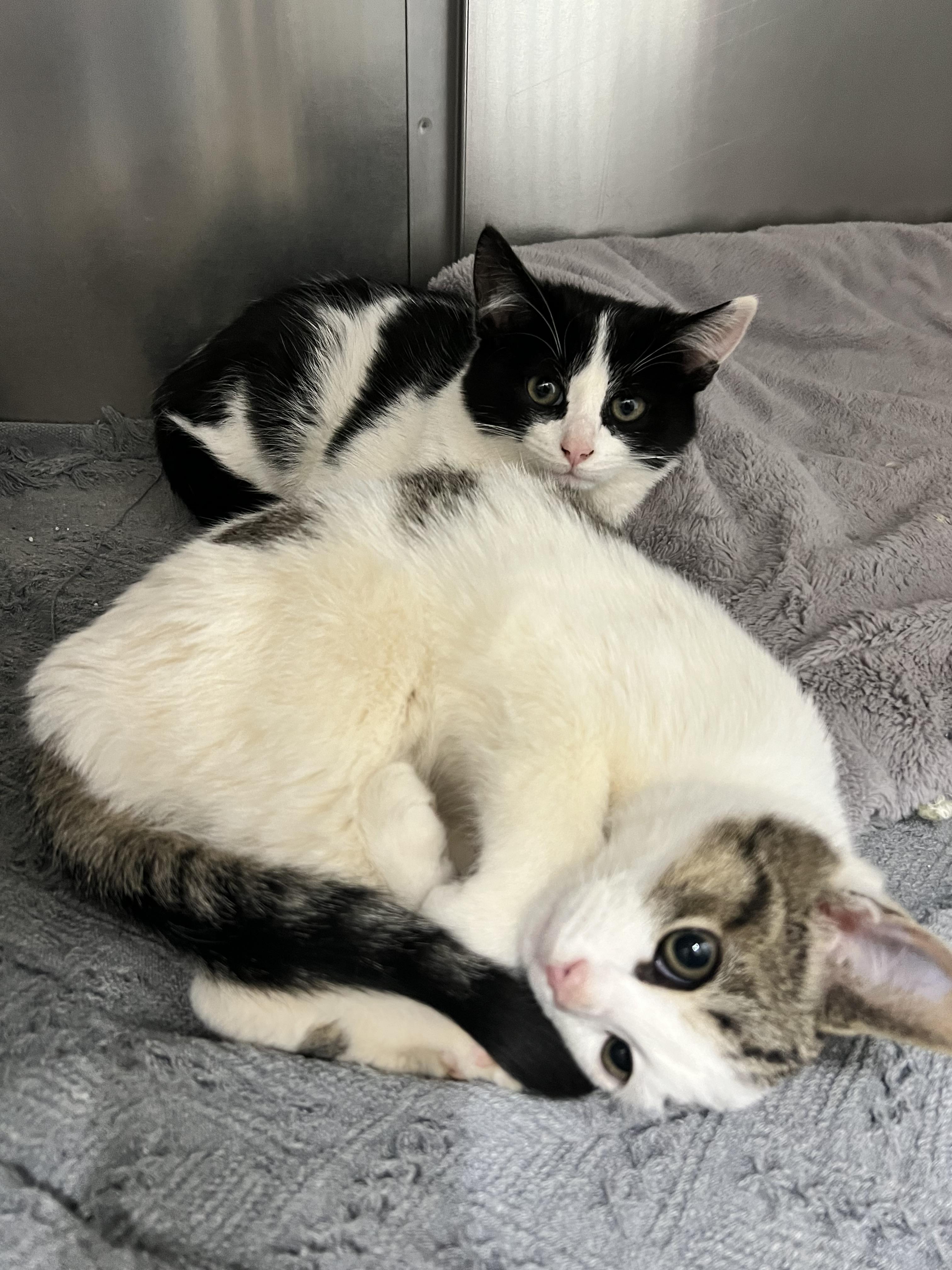 Enlarge Snowflake, a Adoptable Domestic Short Hair in Culpeper, VA image 2/2