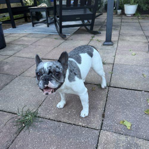 Stormy, Adoptable, Young Female French Bulldog.