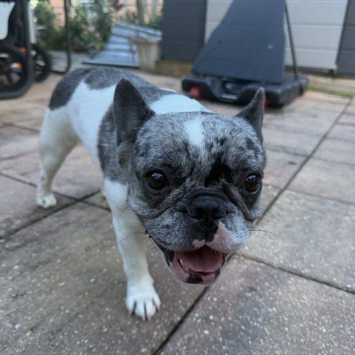 Stormy, a Adoptable French Bulldog in Plantation, FL image 3/5