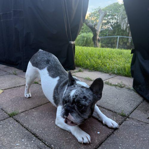 Stormy, a Adoptable French Bulldog in Plantation, FL image 4/5