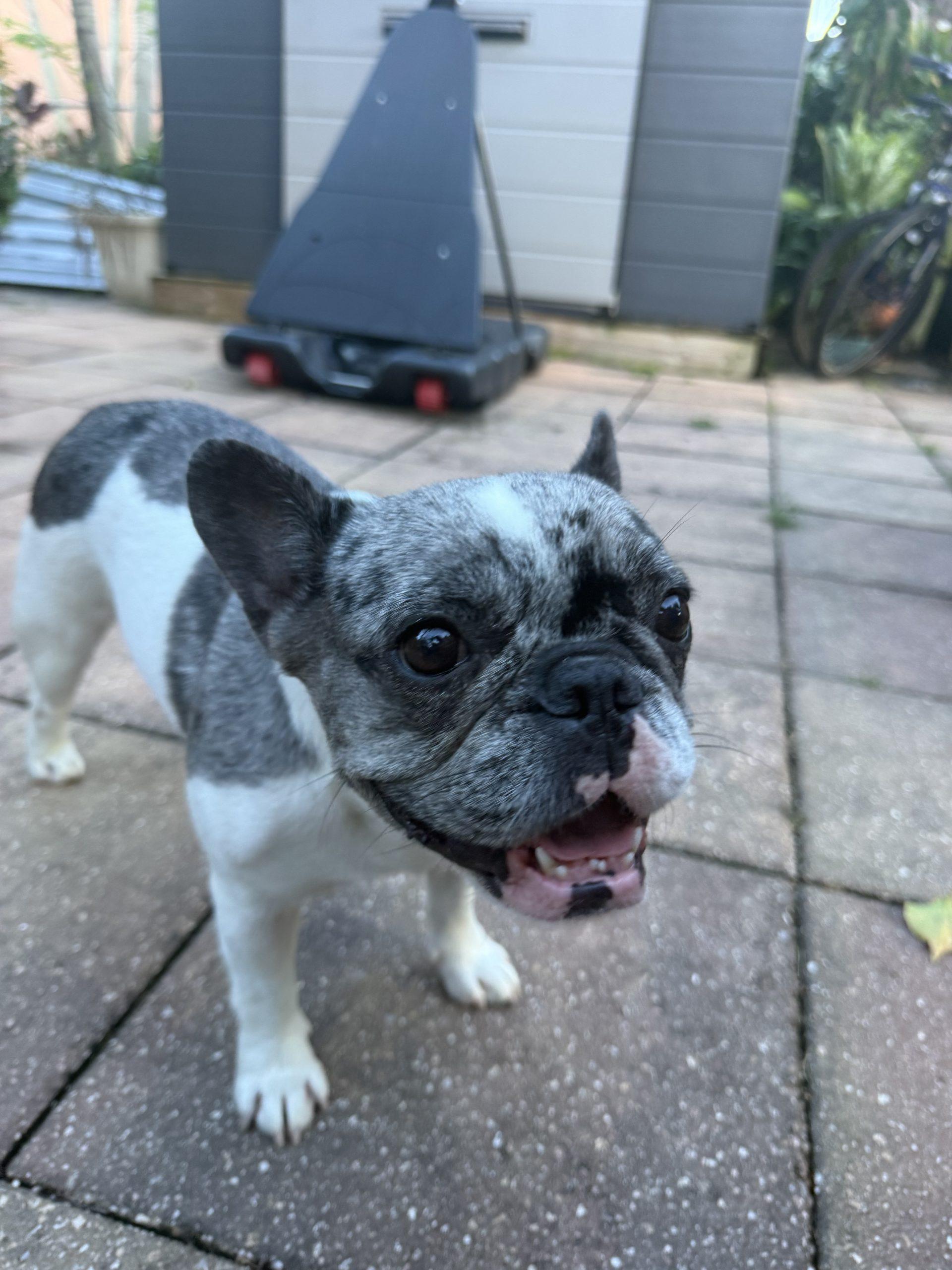 Enlarge Stormy, a Adoptable French Bulldog in Plantation, FL image 4/5